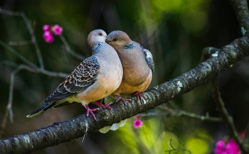turtledove birds sitting on a branch and hugging