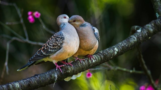 turtledove birds sitting on a branch and hugging